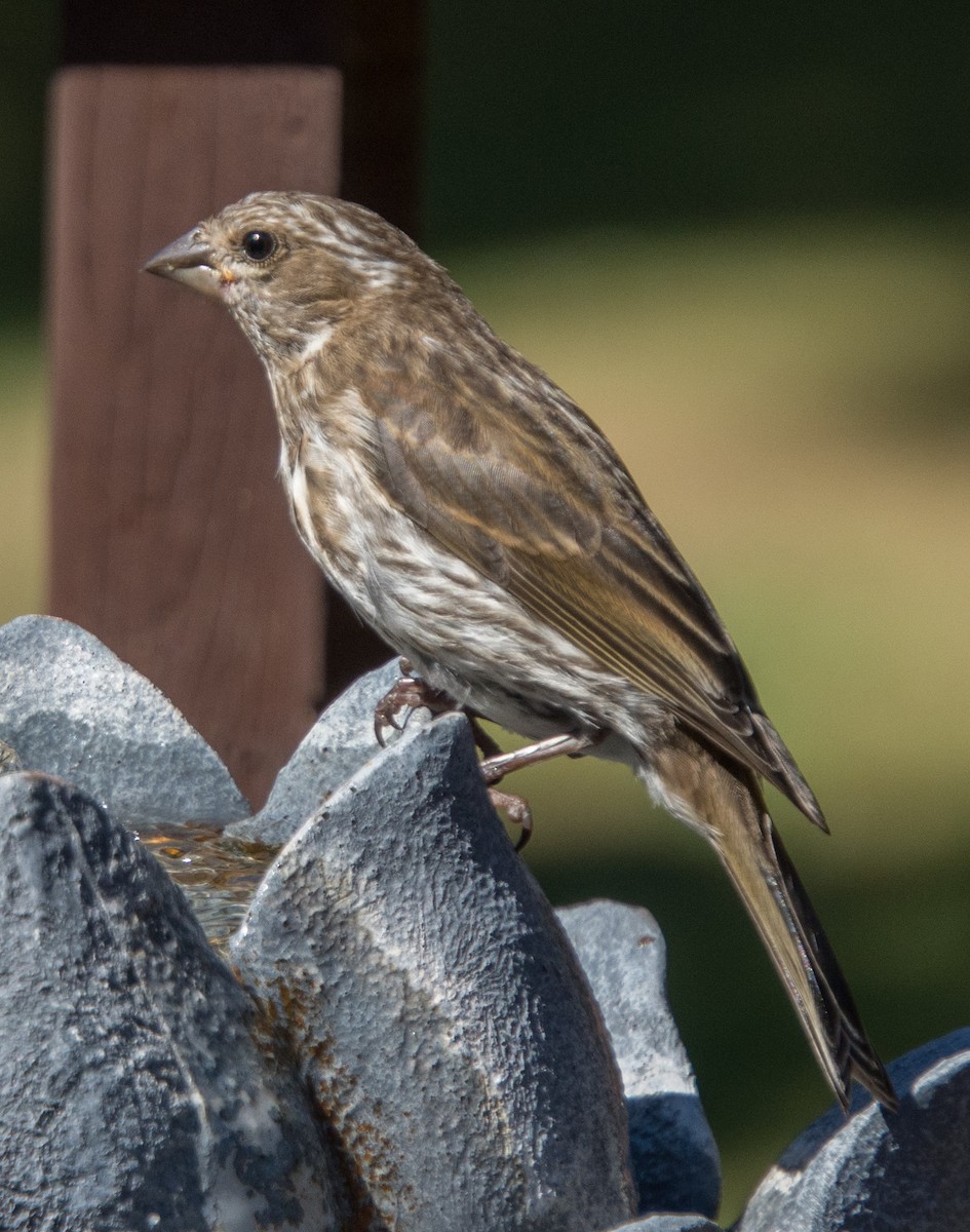 Purple Finch (Eastern) - Norma Maurice