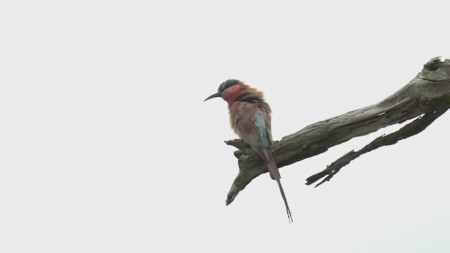 Southern Carmine Bee-eater - ML255451711