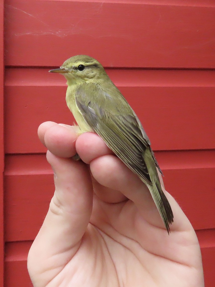 Willow Warbler - David Campbell