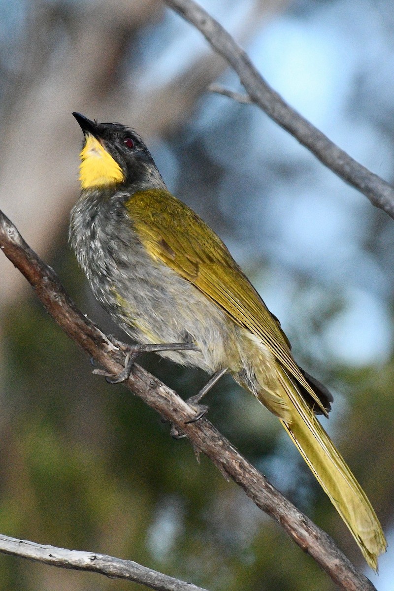 Yellow-throated Honeyeater - ML255454491