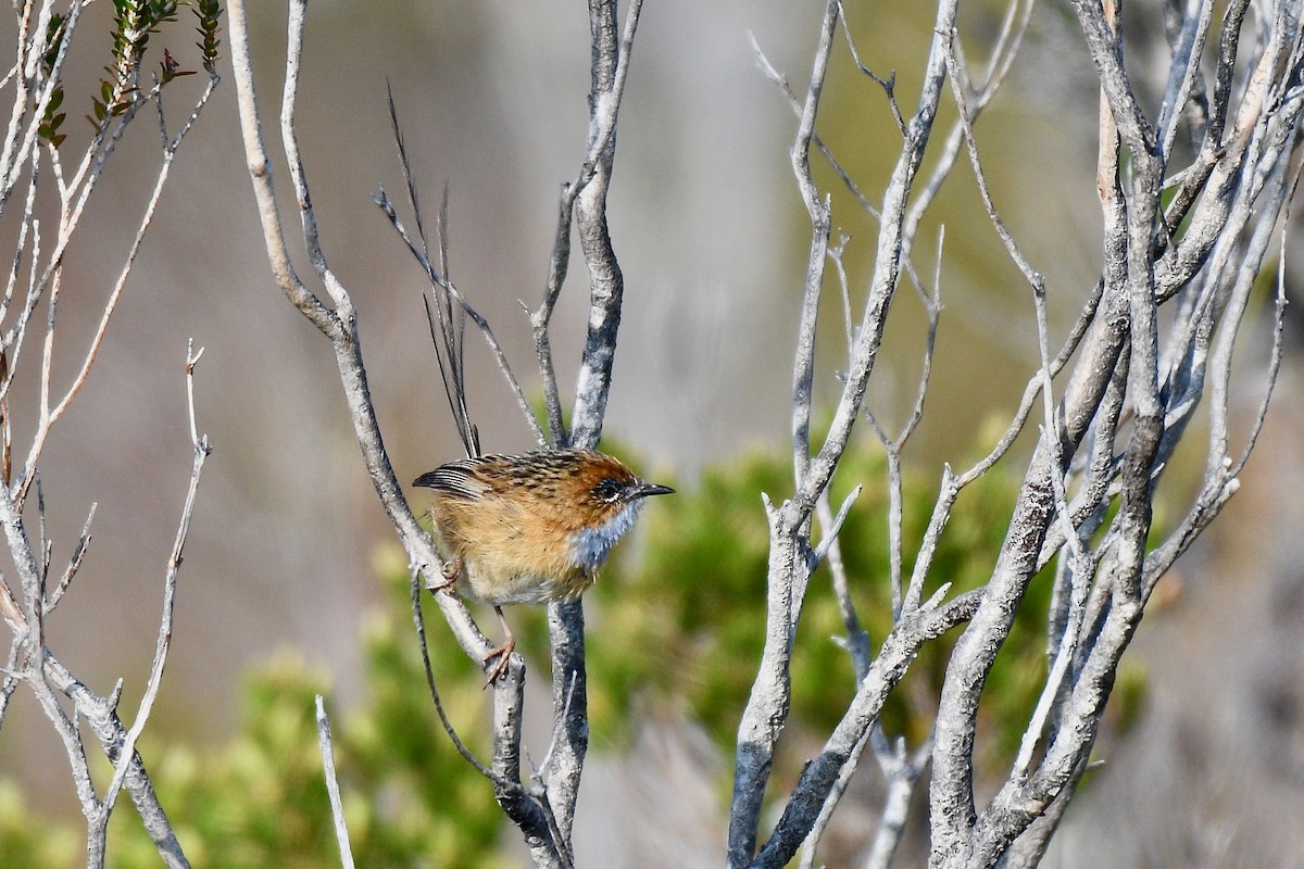 Southern Emuwren - ML255454721