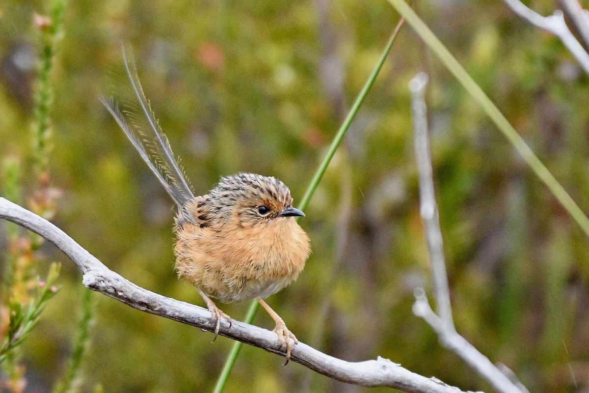 Southern Emuwren - Jacques Erard