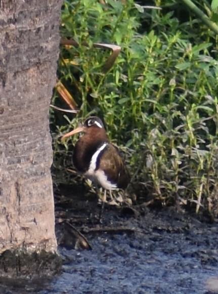 Greater Painted-Snipe - ML255456051