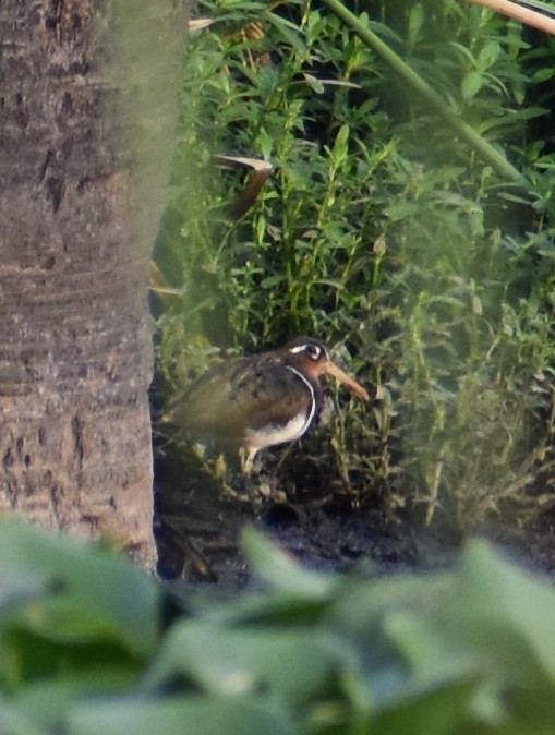 Greater Painted-Snipe - ML255456061