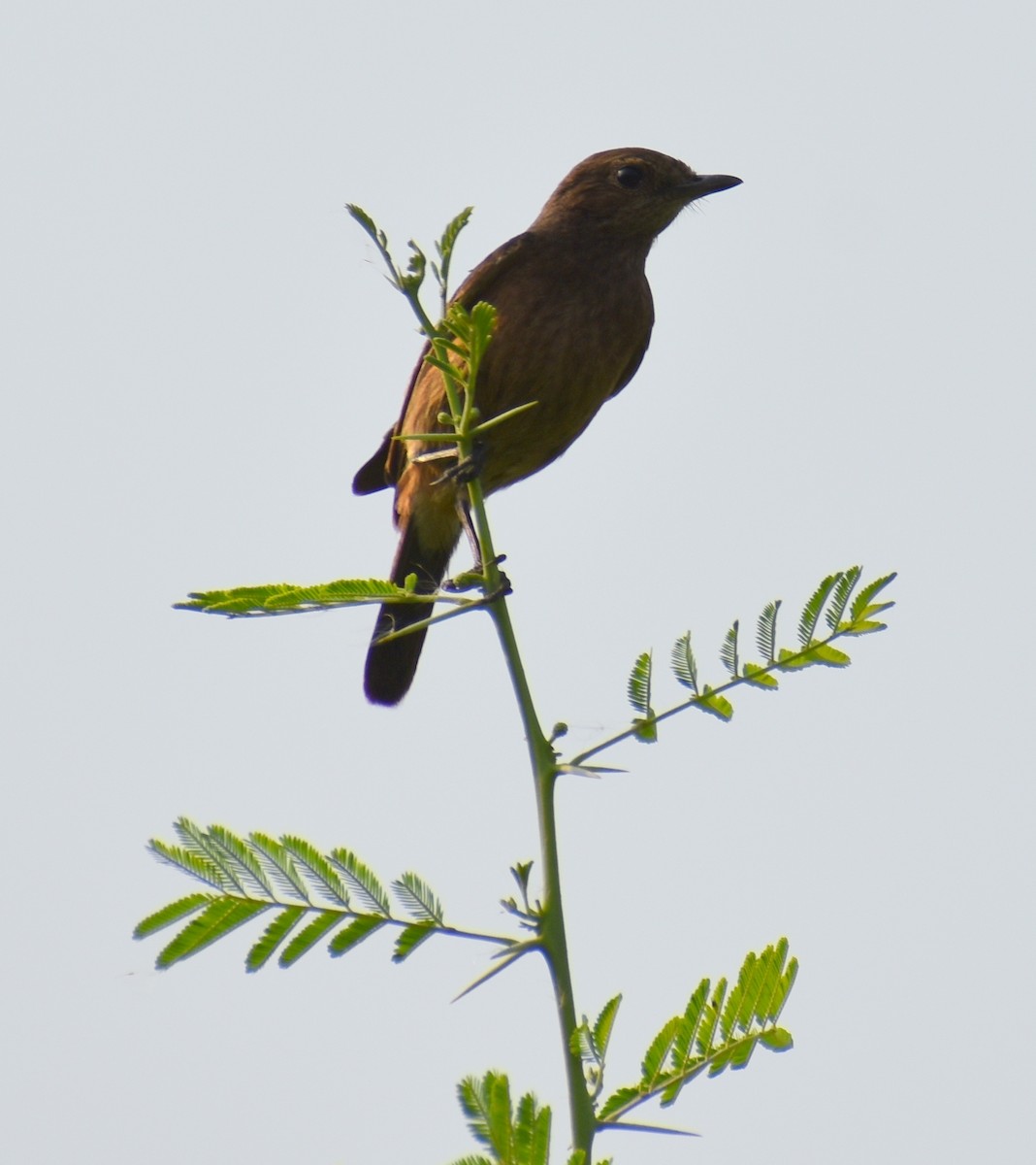 Pied Bushchat - ML255456921