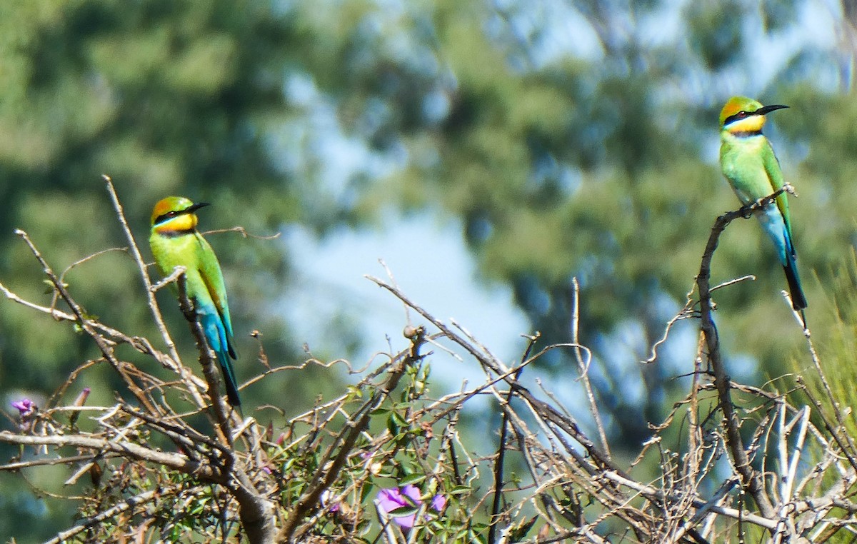 Rainbow Bee-eater - Paul Dobbie