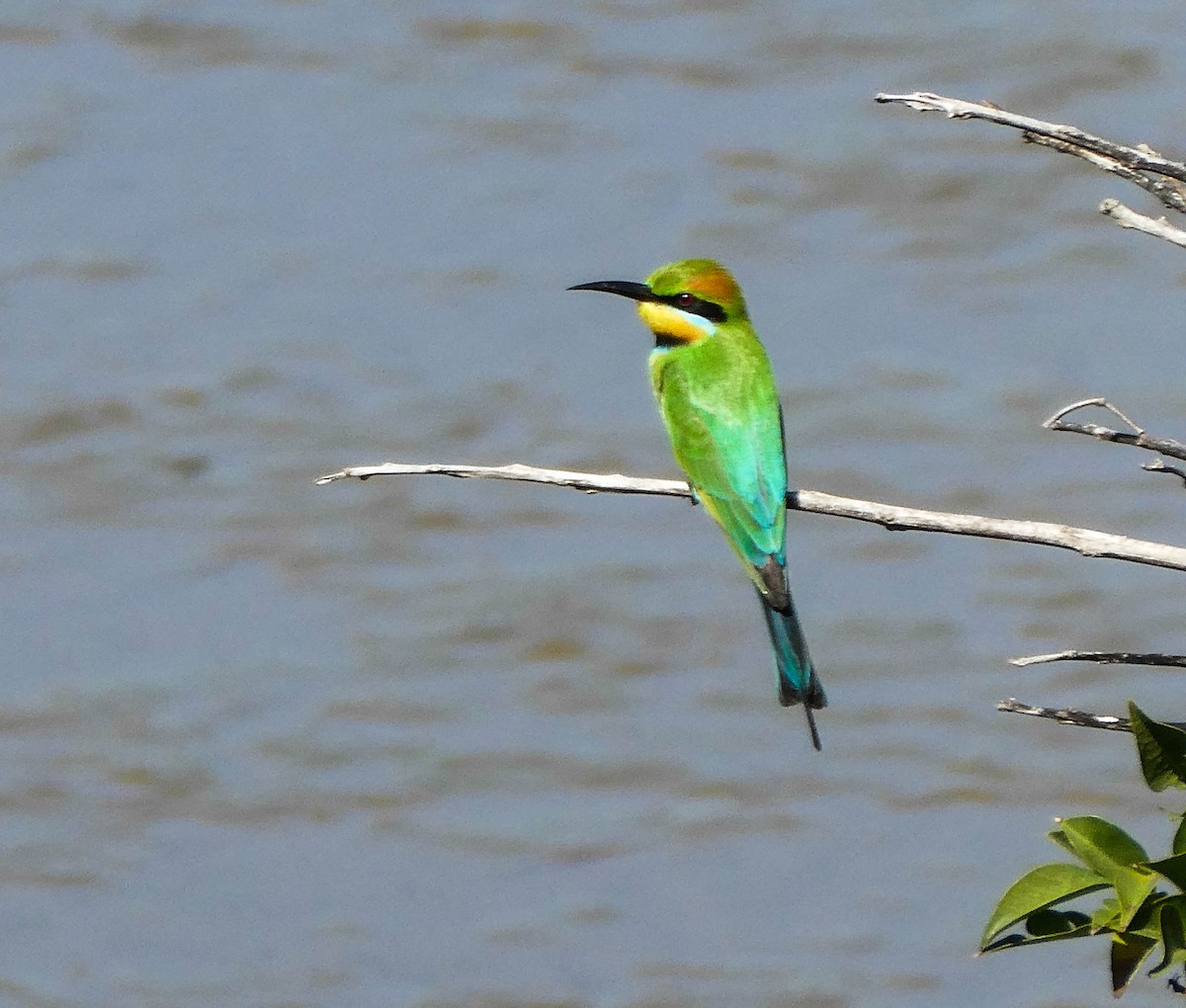 Rainbow Bee-eater - Paul Dobbie