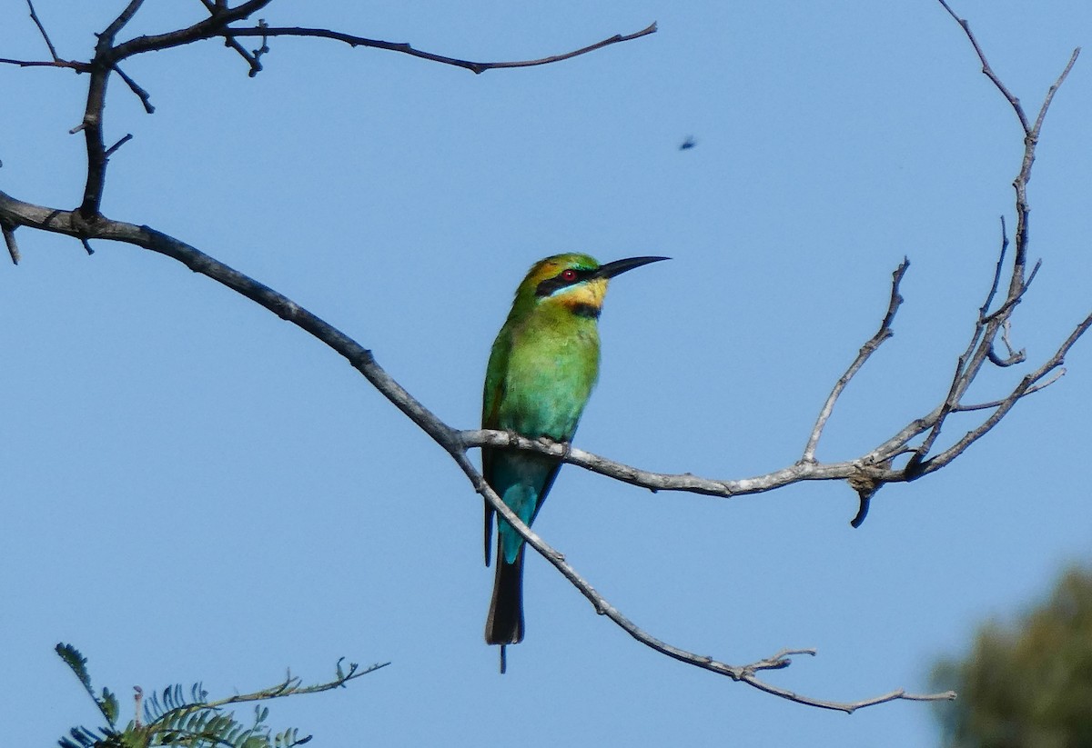 Rainbow Bee-eater - Paul Dobbie