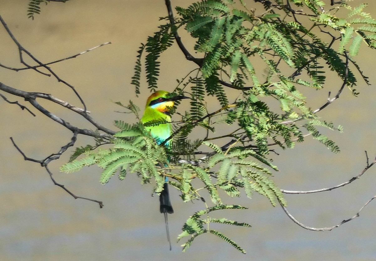 Rainbow Bee-eater - Paul Dobbie