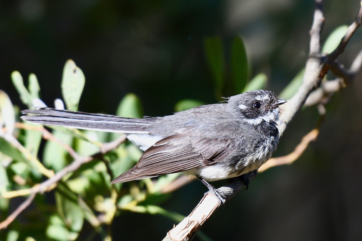 Gray Fantail - Jacques Erard