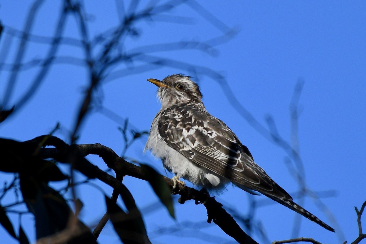 Pallid Cuckoo - Jacques Erard