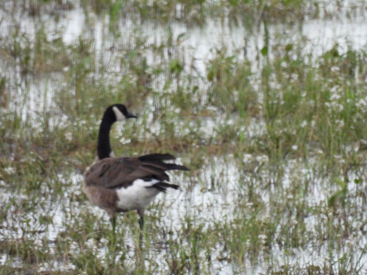 Canada Goose - ML255459041