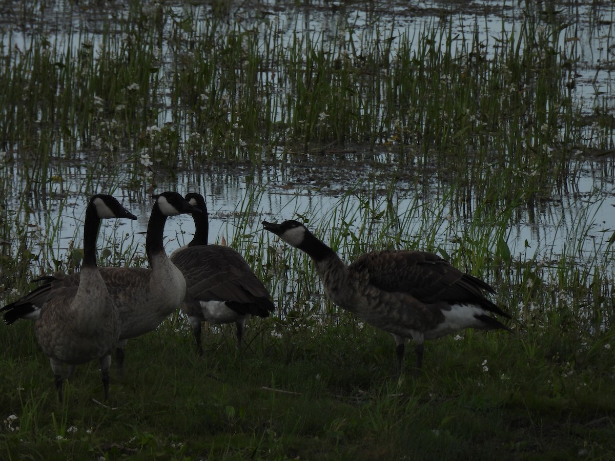 Canada Goose - ML255459091