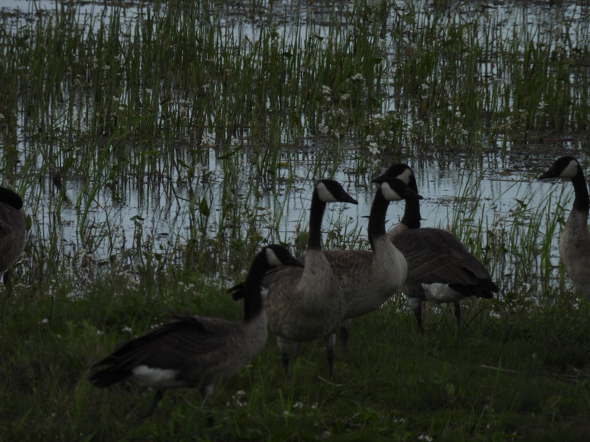 Canada Goose - ML255459111