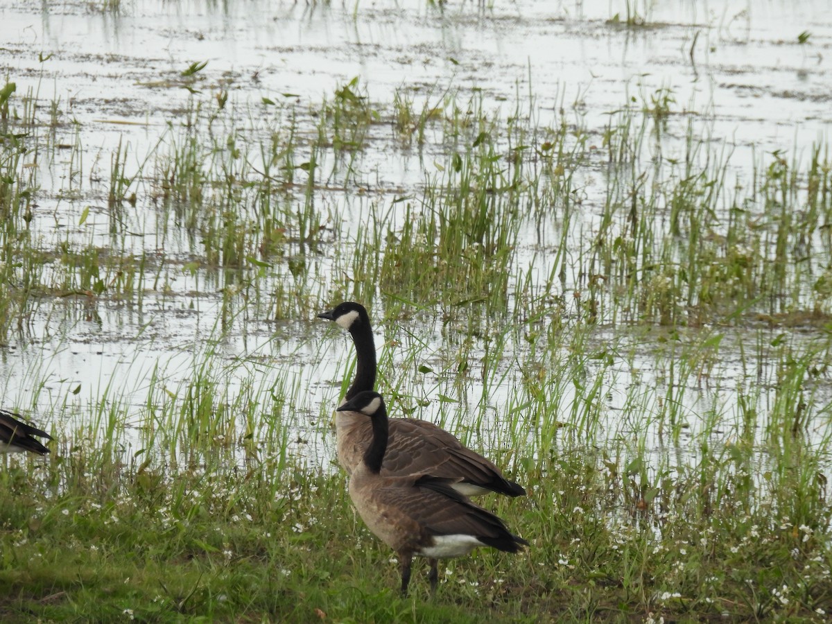 Canada Goose - ML255459161