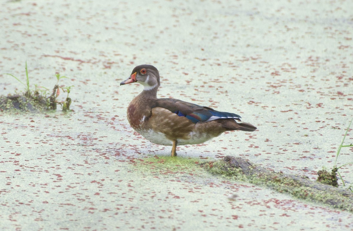 Wood Duck - ML255460791