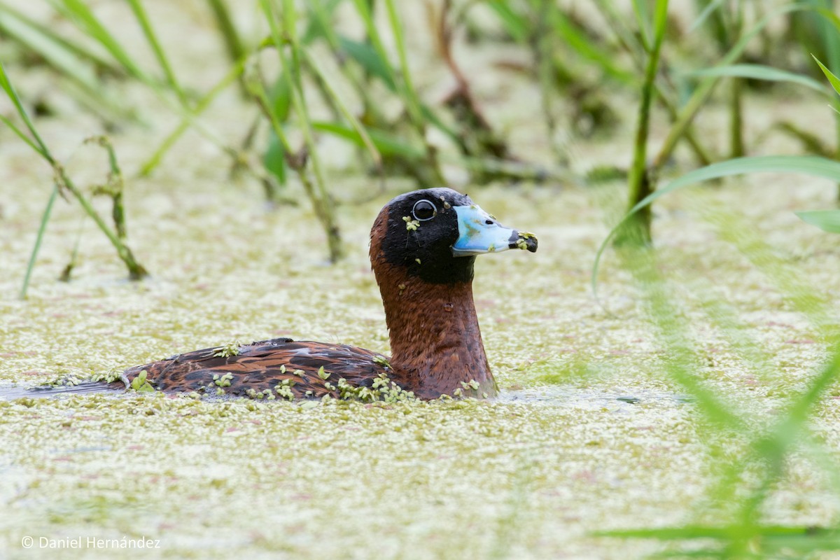 Masked Duck - ML255462041