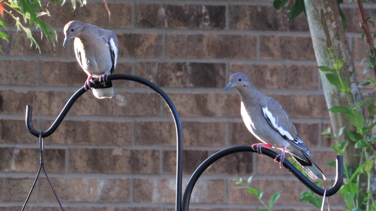 White-winged Dove - ML255462181