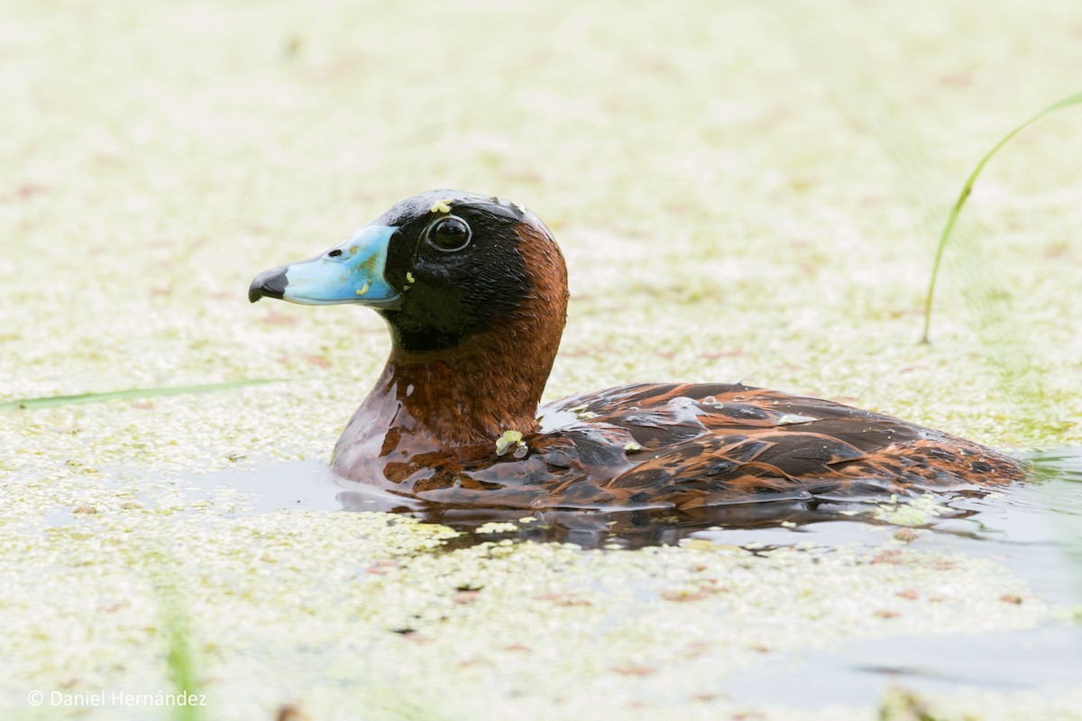 Masked Duck - ML255462521