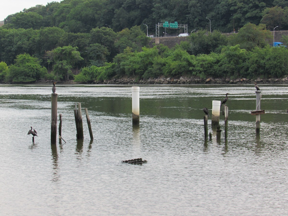 Double-crested Cormorant - ML255463361