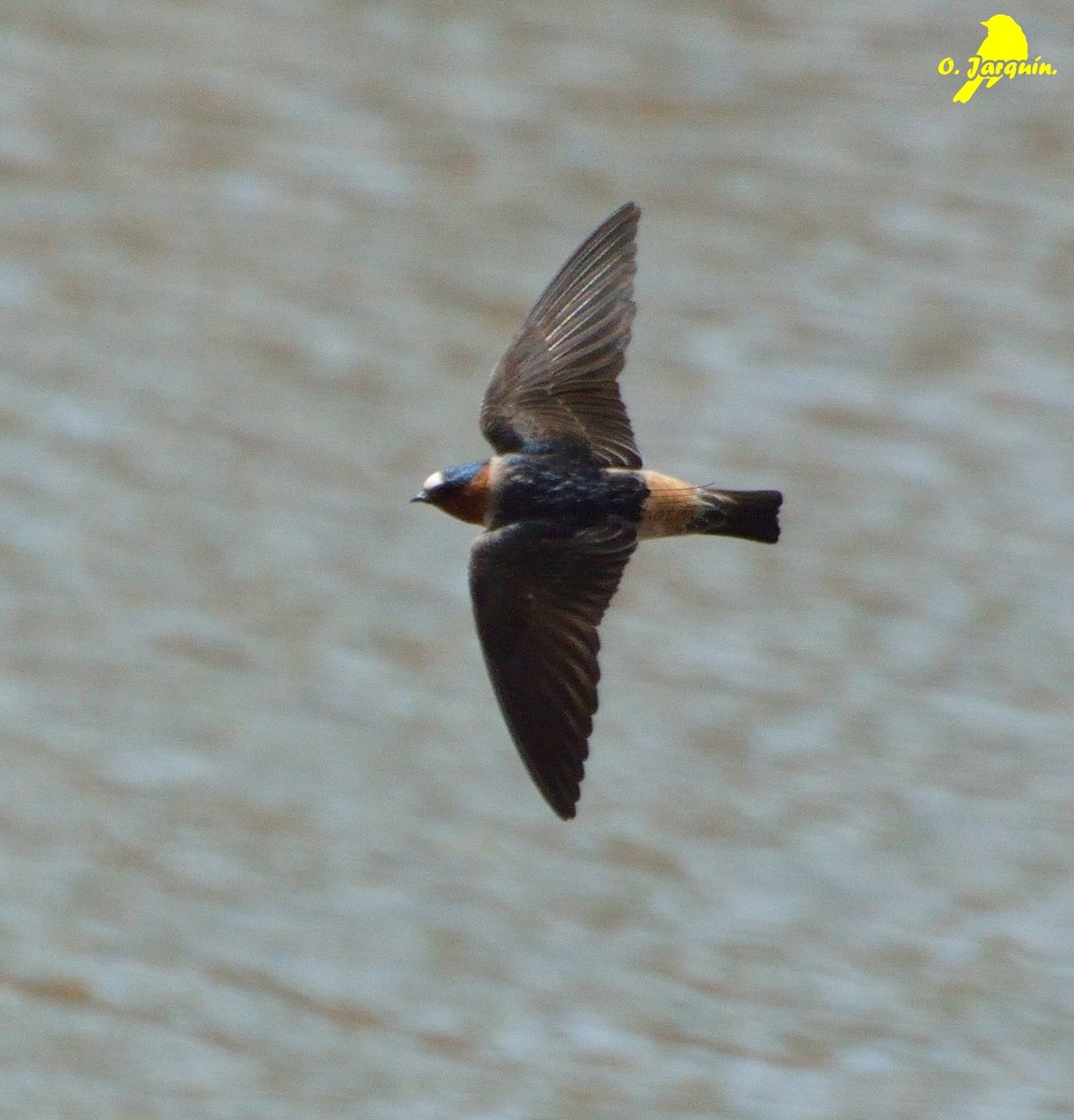 Cliff Swallow - ML25546351