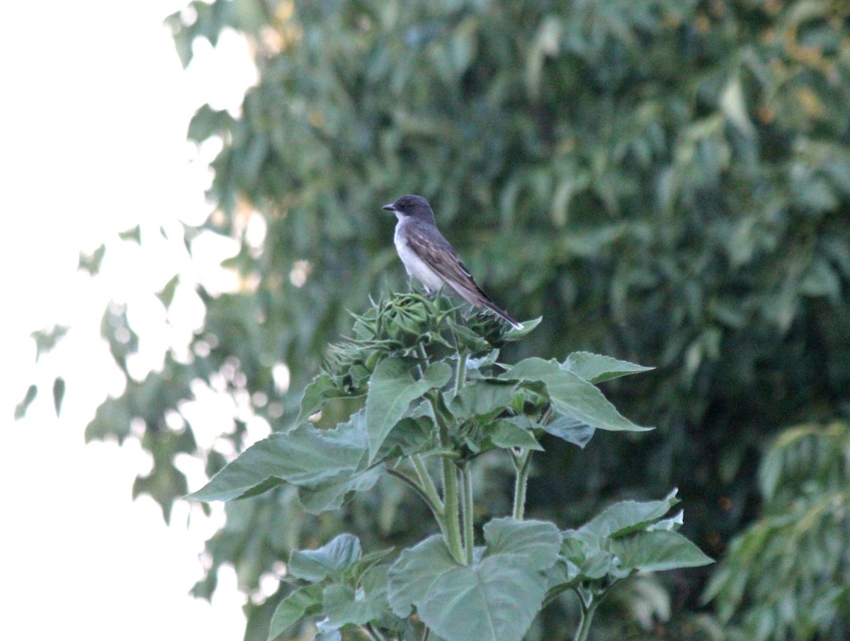 Eastern Kingbird - ML255464001