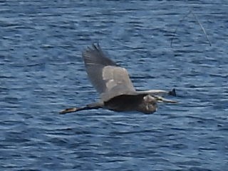 Great Blue Heron - ML255464351