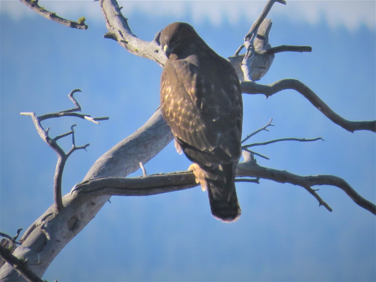 Swainson's Hawk - ML255464731