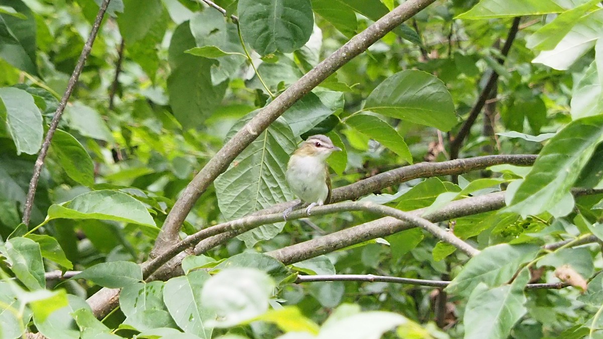 Red-eyed Vireo - ML255465801