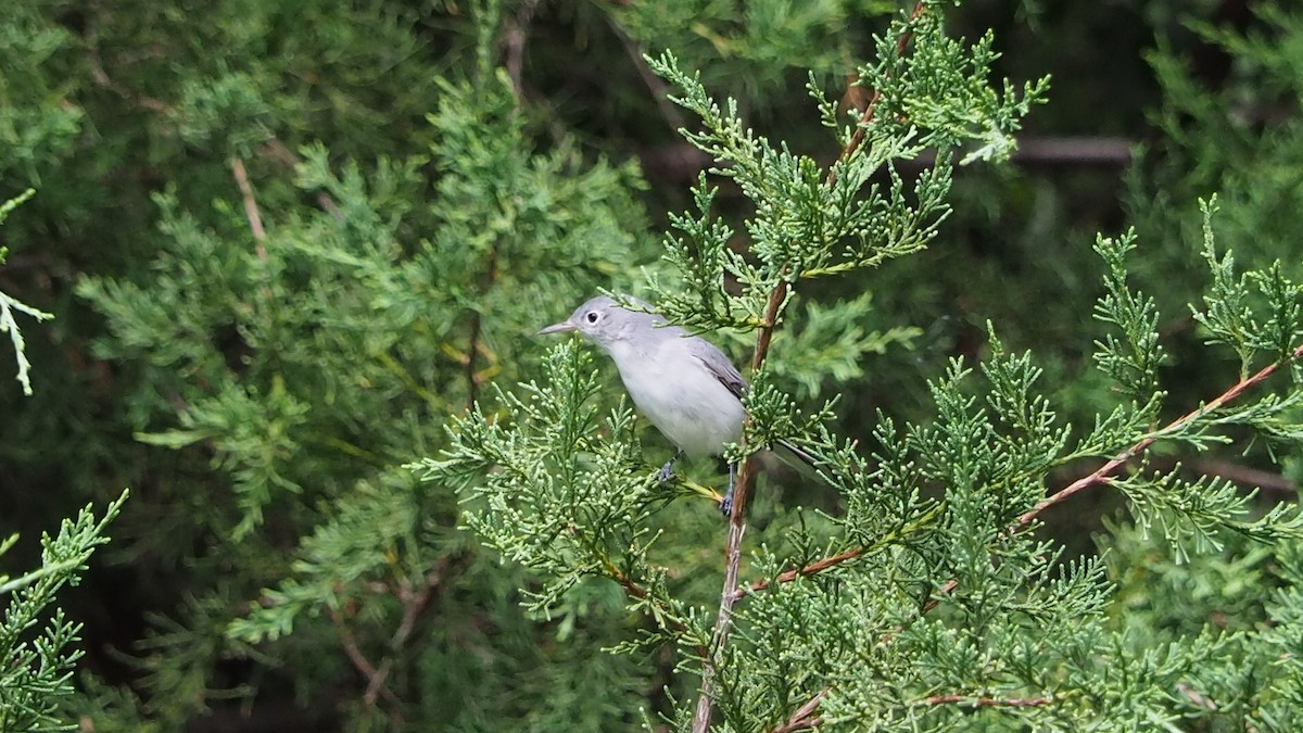 Blue-gray Gnatcatcher - ML255465841