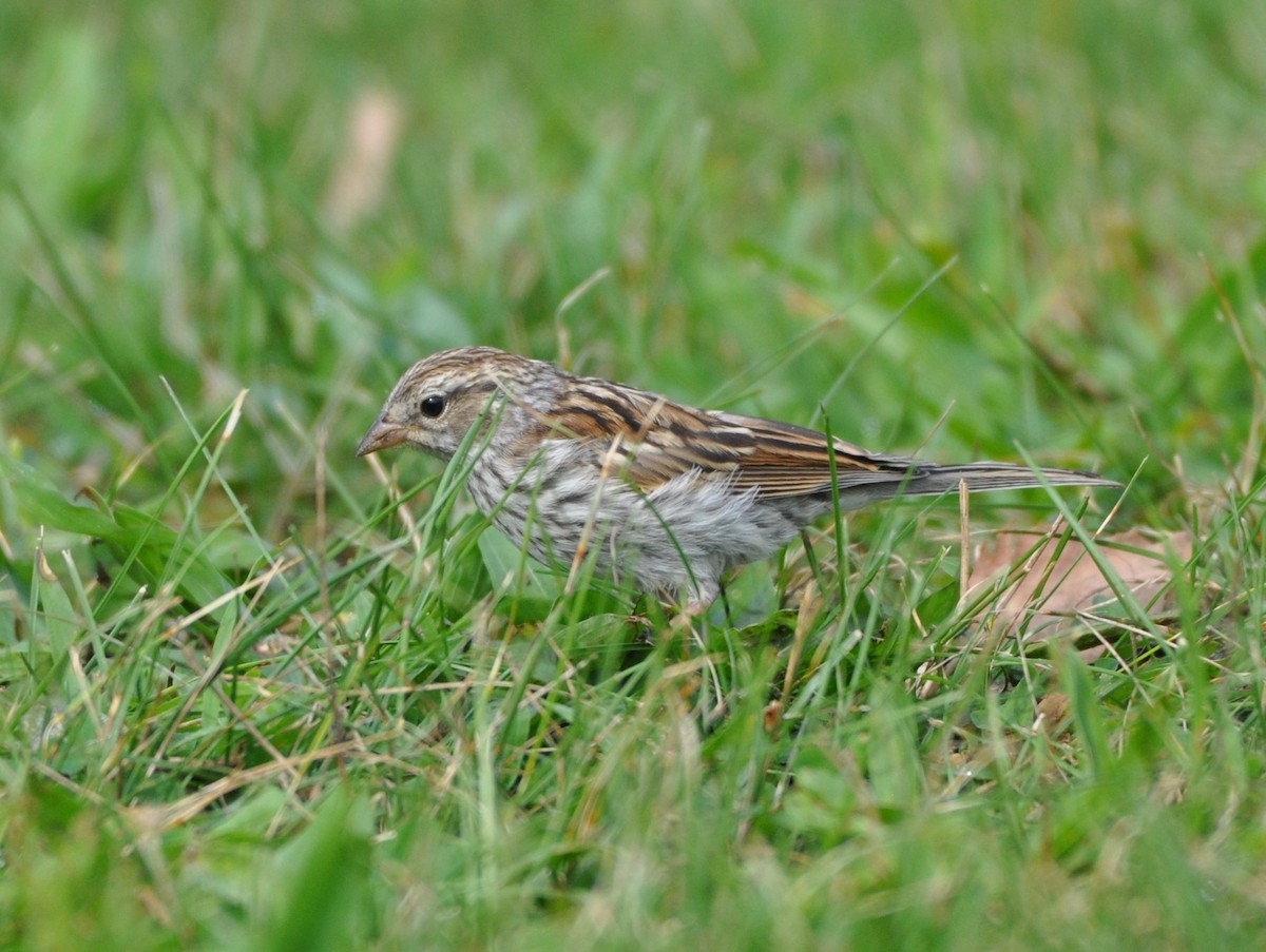 Chipping Sparrow - Steven Pancol