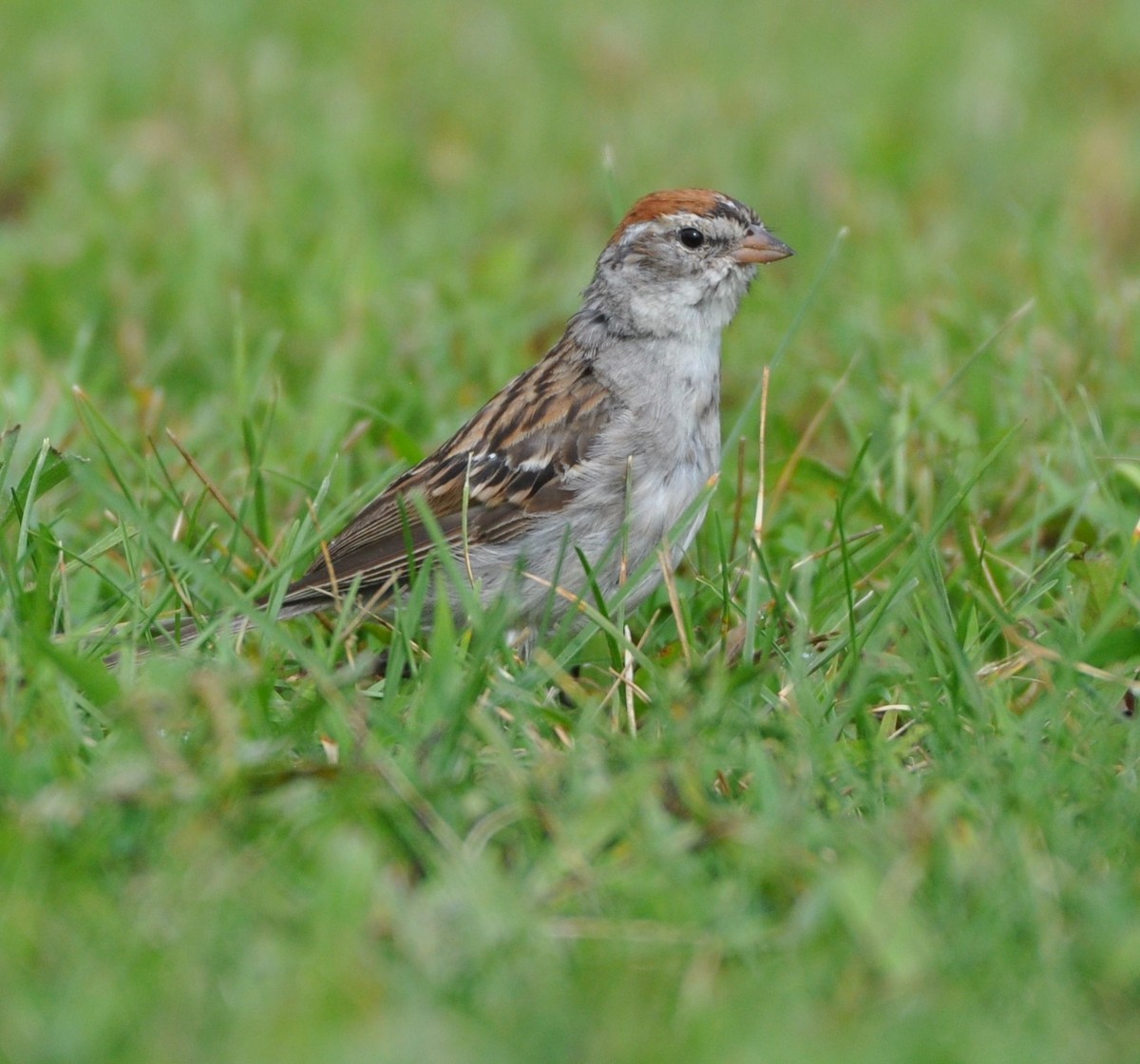 Chipping Sparrow - Steven Pancol