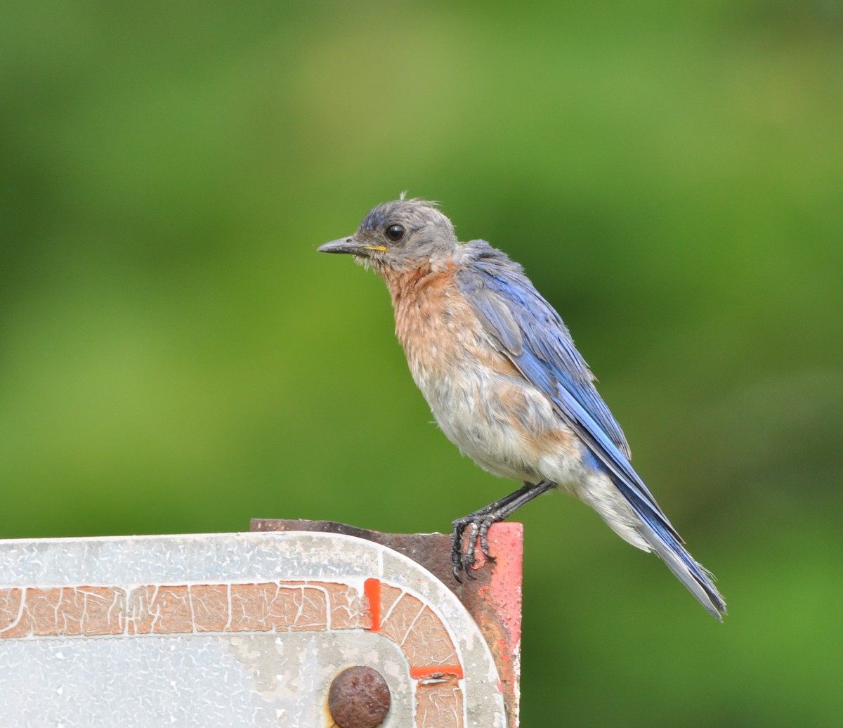 Eastern Bluebird - Steven Pancol