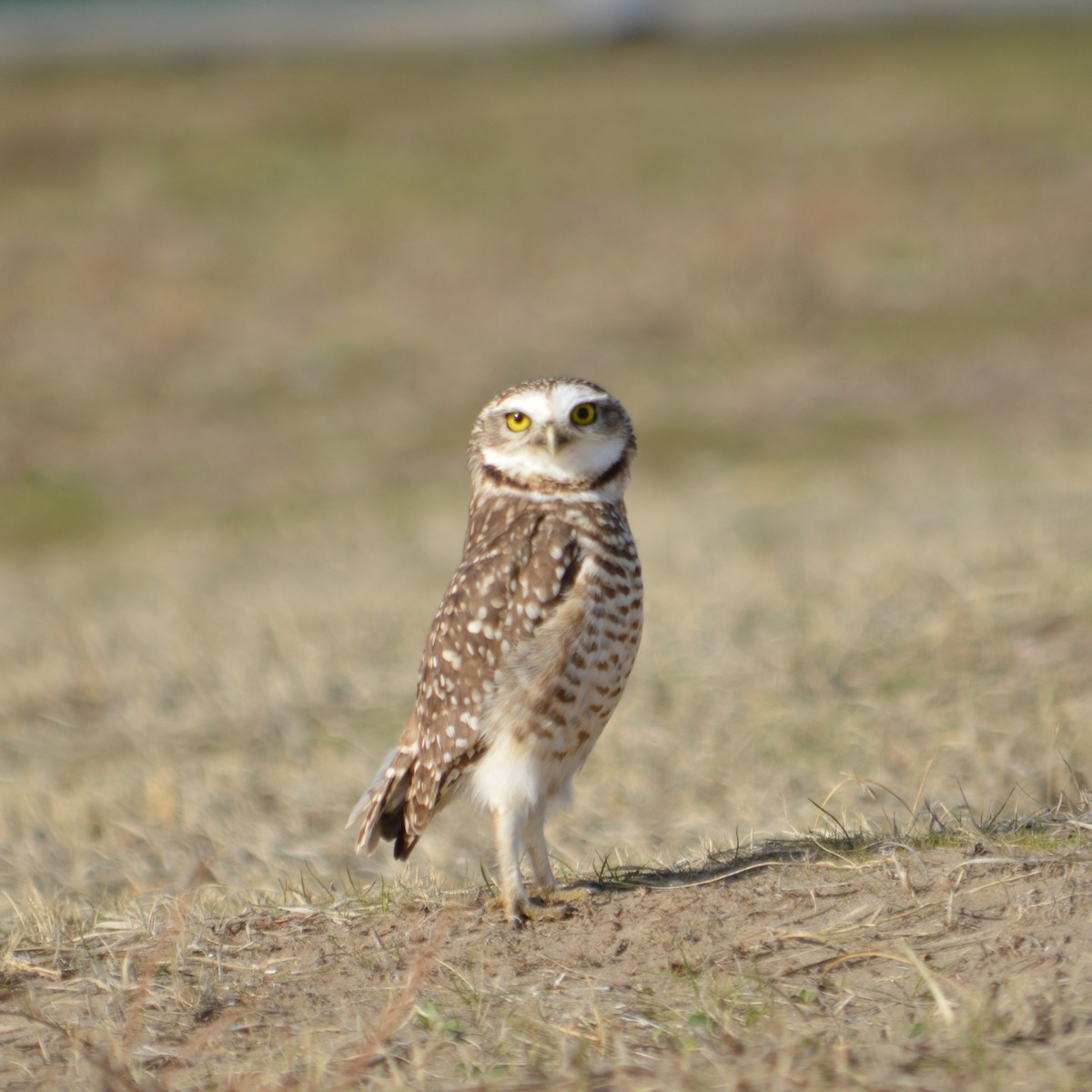 Burrowing Owl - Paulo Romero