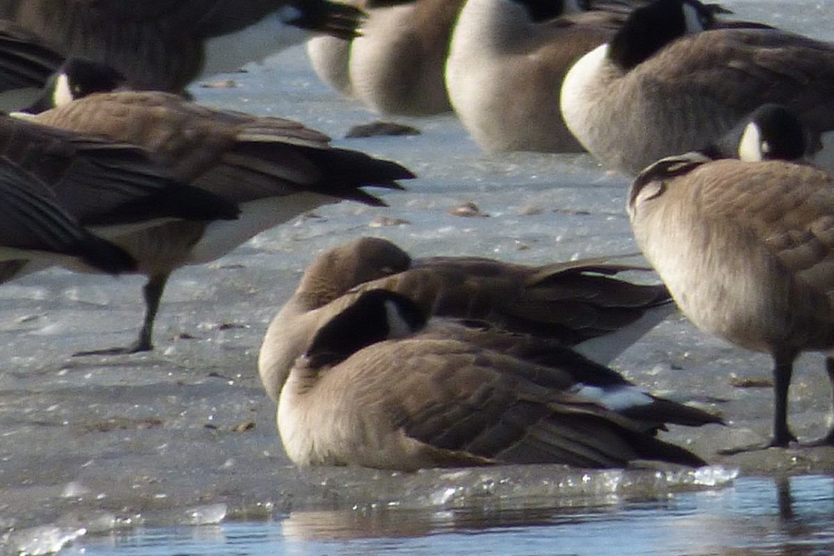 Greater White-fronted Goose - Laurie Koepke