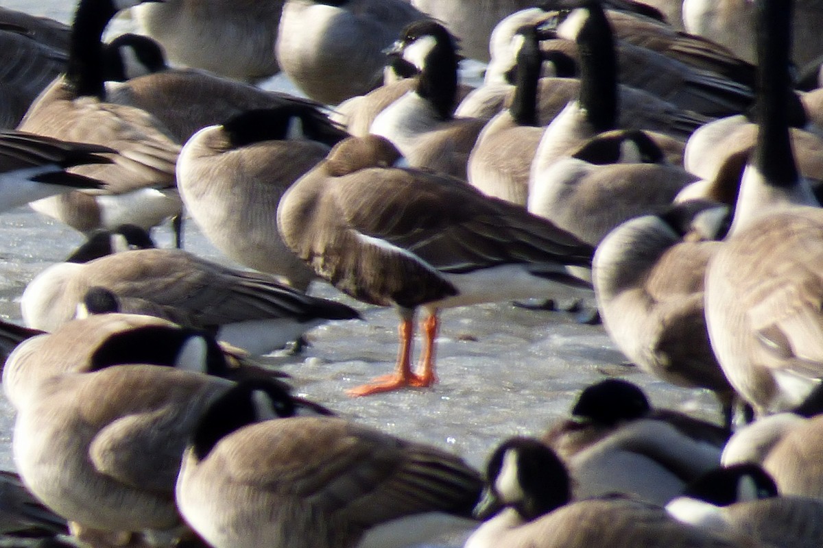 Greater White-fronted Goose - ML25547041