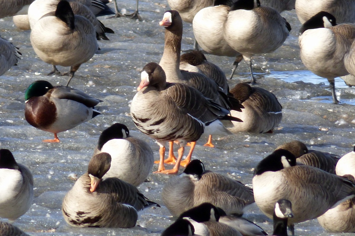 Greater White-fronted Goose - ML25547071