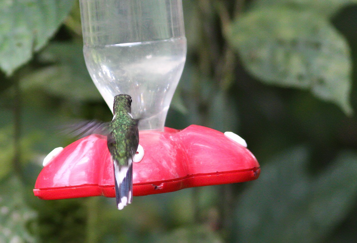 Ecuadorian Piedtail - Per Smith