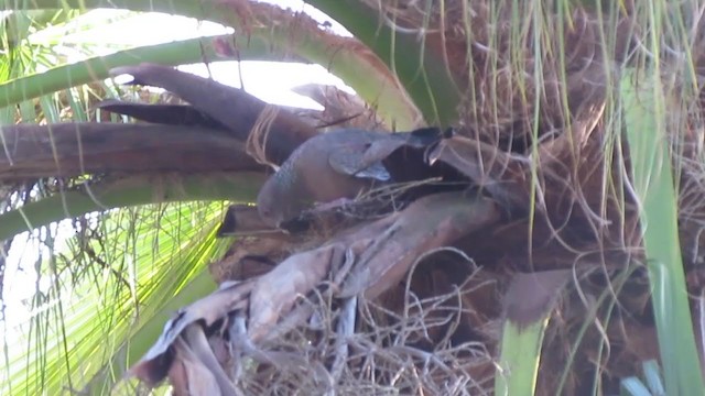 Picazuro Pigeon - ML255471271