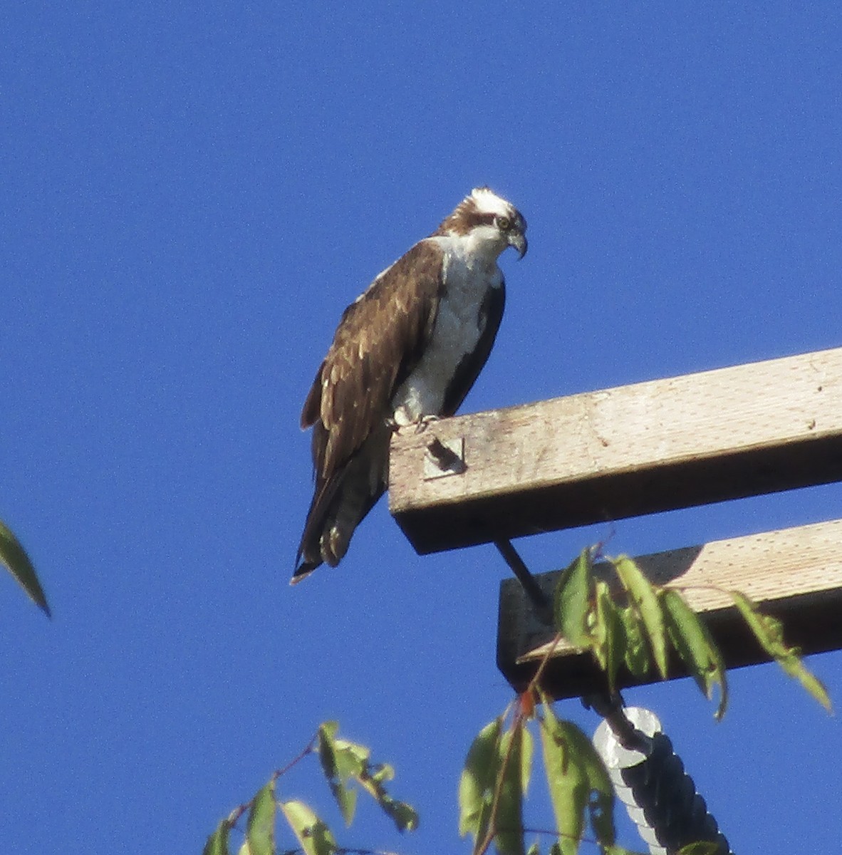 Osprey - Dylan Fairbairn