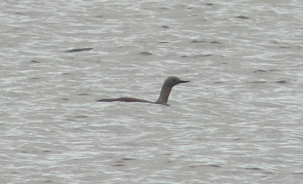 Red-throated Loon - ML255471801