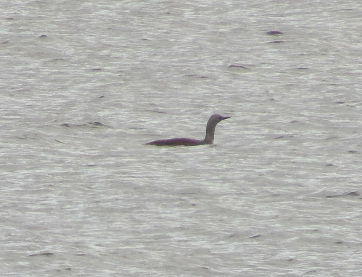 Red-throated Loon - ML255471811