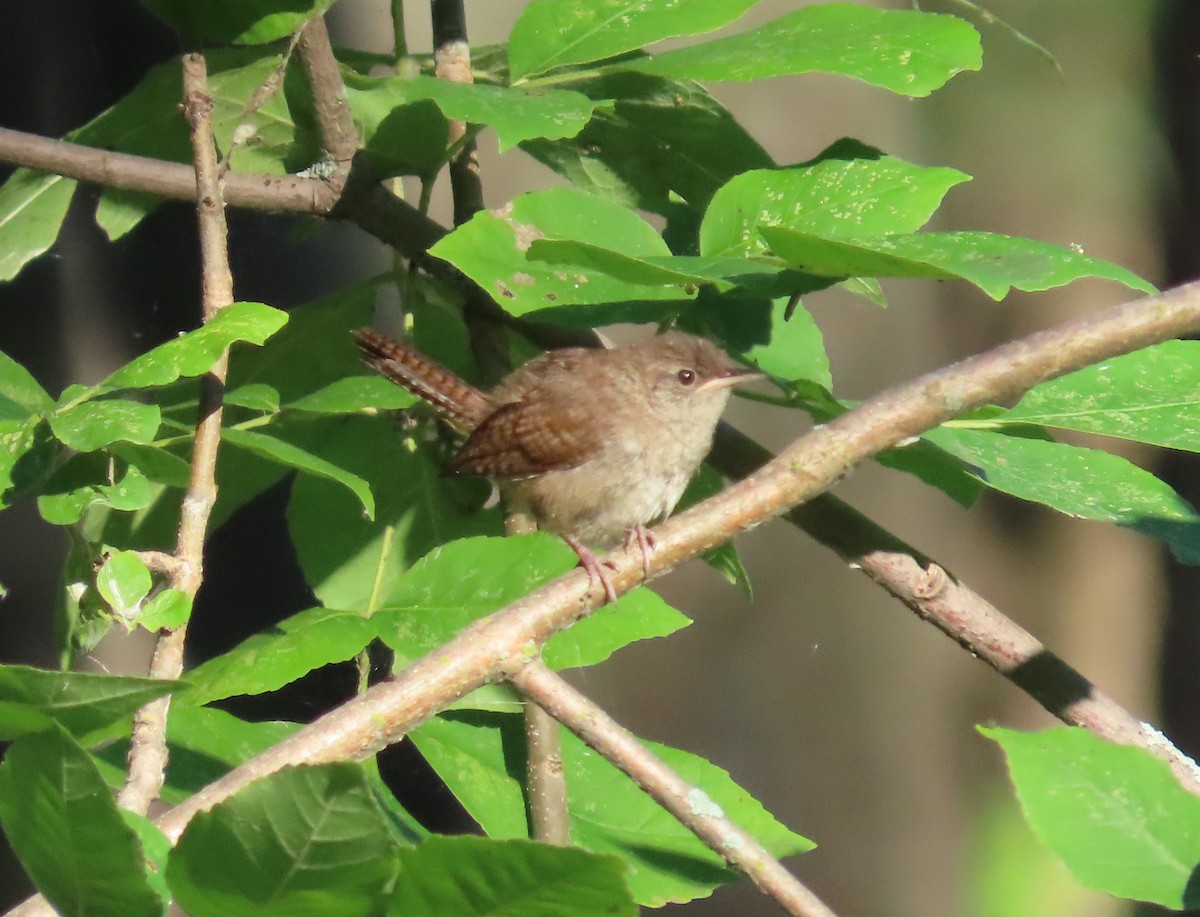 House Wren - ML255473541