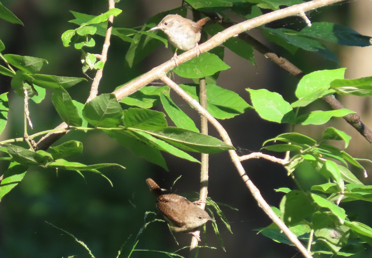 House Wren - ML255473601