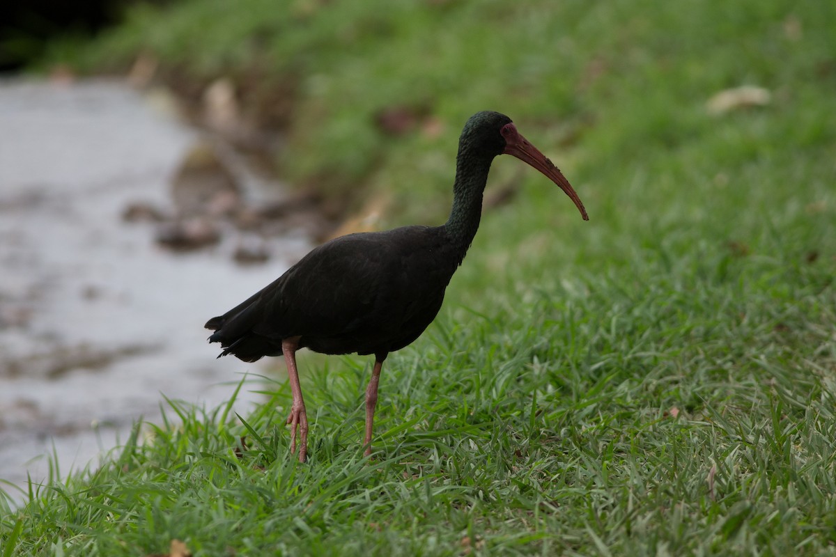 Bare-faced Ibis - Chris Wood