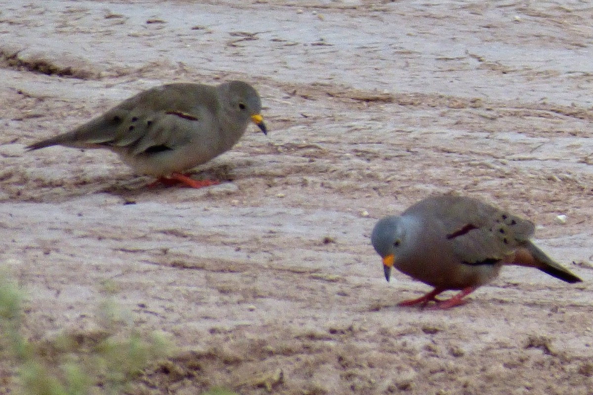 Croaking Ground Dove - ML25547471