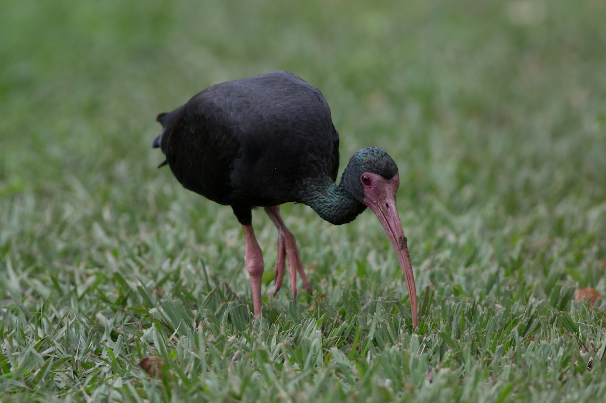 Ibis à face nue - ML25547481