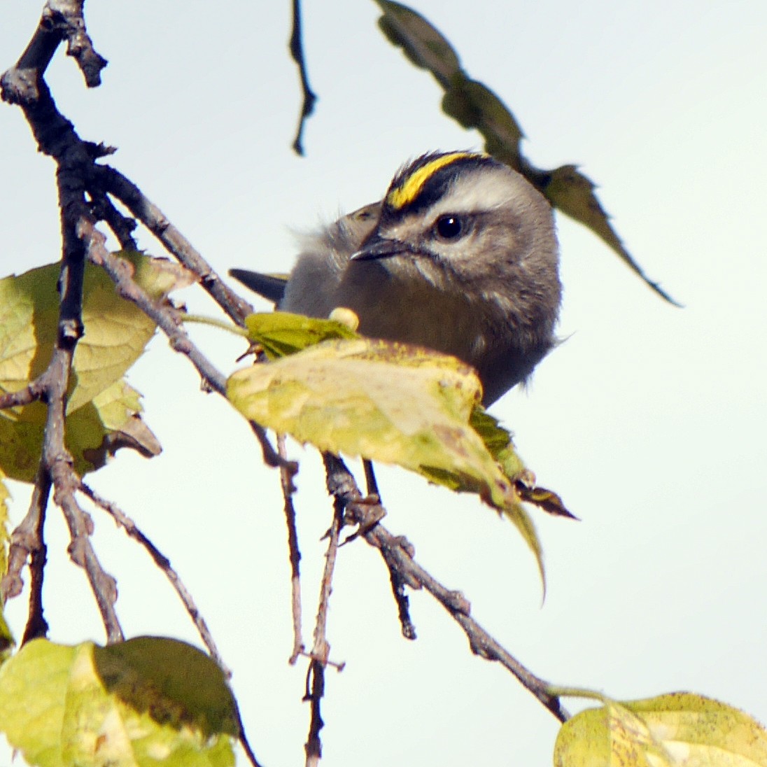 Golden-crowned Kinglet - ML255475021