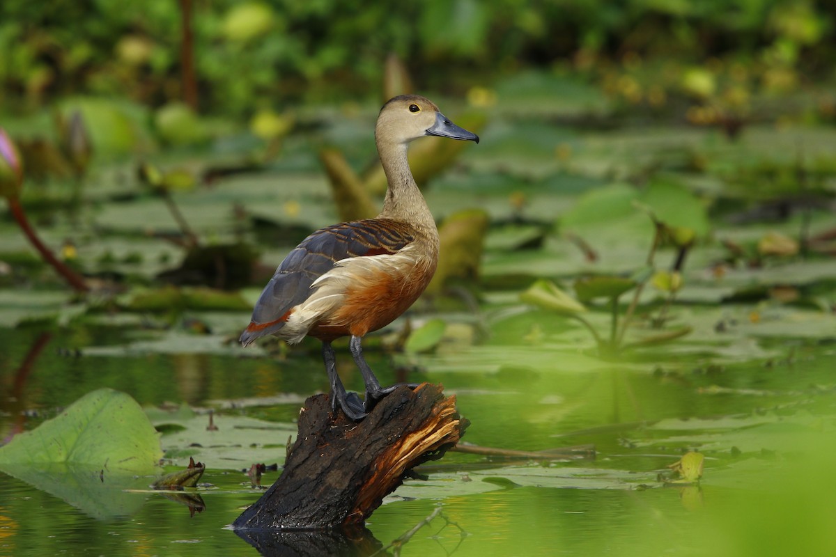 Lesser Whistling-Duck - ML255475111