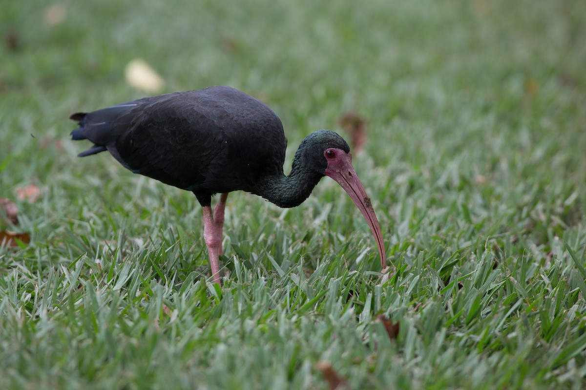 ibis tmavý - ML25547521